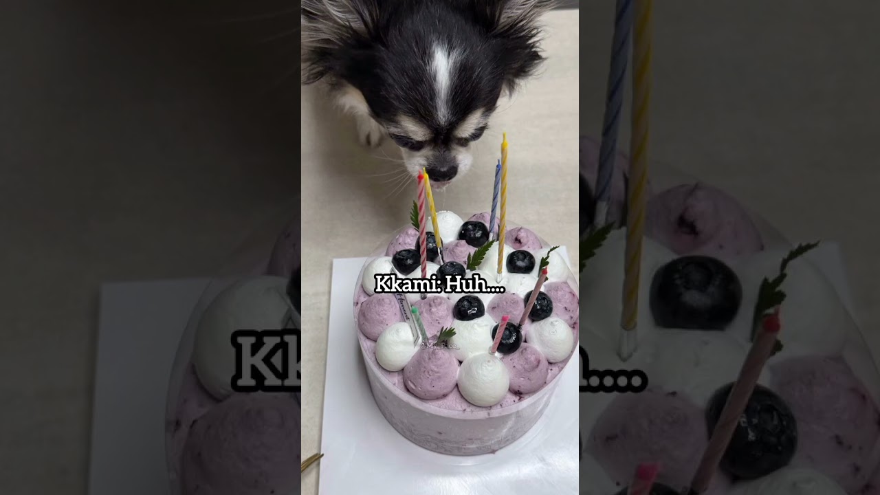 Poor Hyunjin-ie 😹 #kkami #hyunjin #hwanghyunjin #skz #straykids #fyp