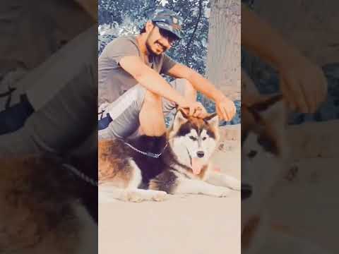 #amazing #dog #dogs #fun #doglover