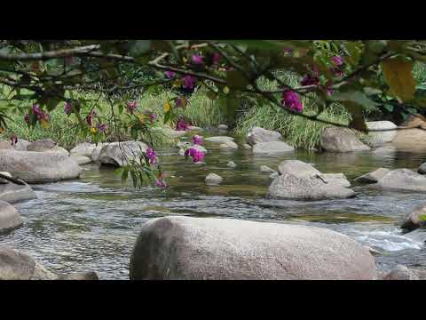 Sonidos de Grillos🦗 Ranas🐸 Aves🐦y Agua fluyendo en el bosque🏞️-HD