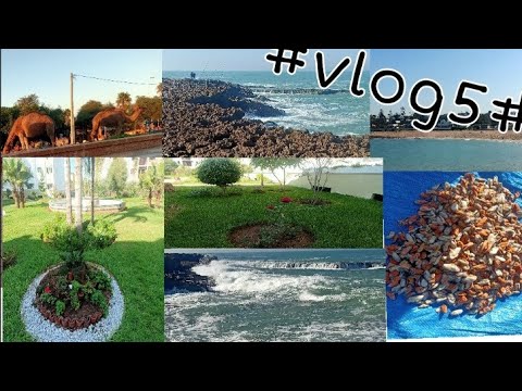 اجيو تفوجو معايا في البحر اجواء زوينة # لبغى حليب الجمل ها فين كين