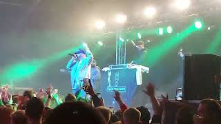 Djämes braun farlige tiger #Døllefjeldemussemarket2022