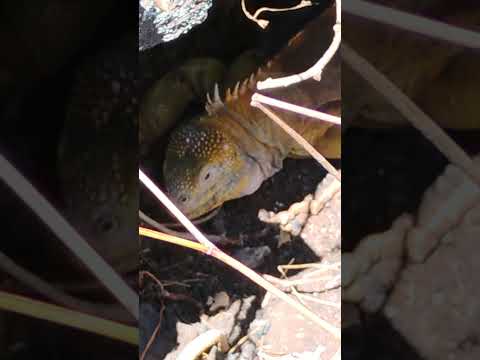 Dragon of Sierra Negra Volcano (Isabela, Galapagos): Finding Land Yellow Iguanua Burrow Hideout