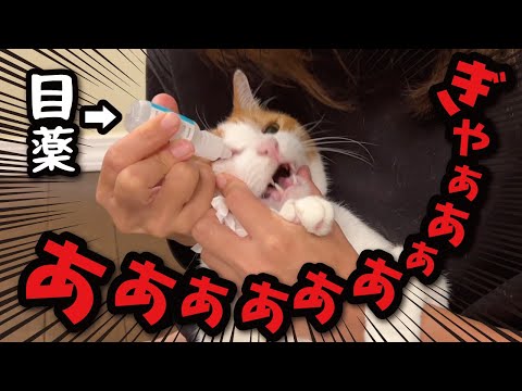 [Hell] A cat gets into trouble after being forced to use eye drops that it hates... [Cat speaking...