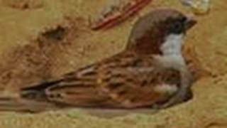 Sand bath of House Sparrows