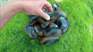 How to Dig Sand Gaper Clams by Hand - A Great Bait for Gilthead Bream and Bass