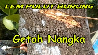 Download lagu Membuat Lem Pulut Burung dari Getah Nangka | Lem Pulut Tidak Berbau Sangat Merekat Kuat mp3 Download lagu Membuat Lem Pulut Burung dari Getah Nangka | Lem Pulut Tidak Berbau Sangat Merekat Kuat mp3