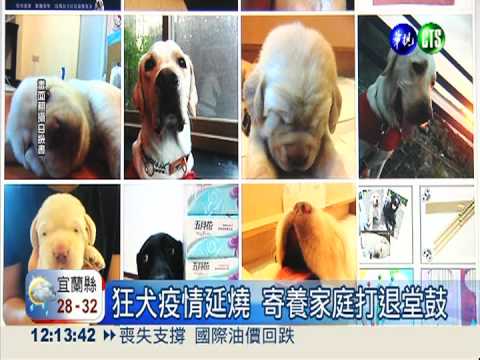 給牠一個家! 六隻小可魯找寄養