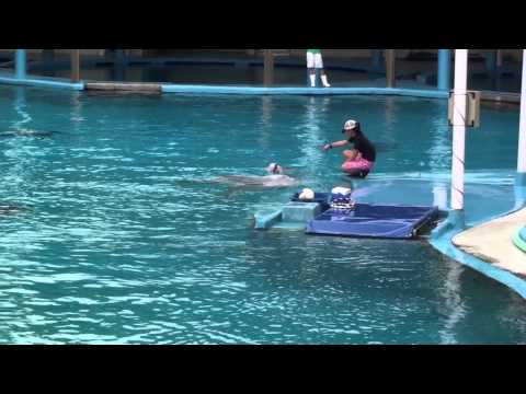 Des dauphins amusants (ils sont incroyables)