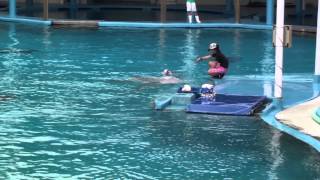Des dauphins amusants (ils sont incroyables)