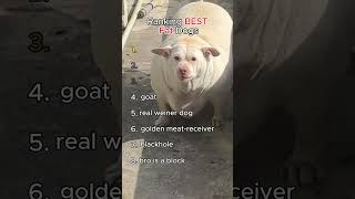 Ranking BEST Fat Dogs #fatdog #funny #shorts