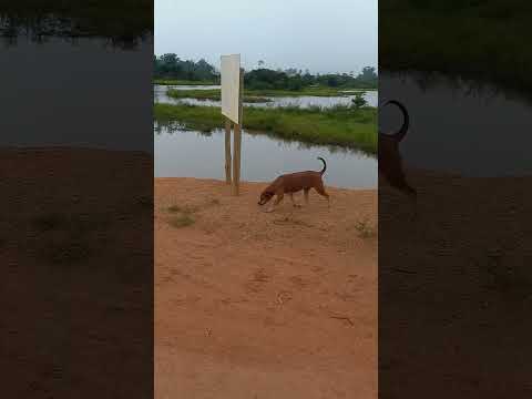 ariquemes  Rondônia