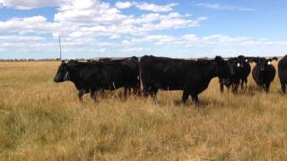 200 Black Angus AI Bred Heifers for Sale