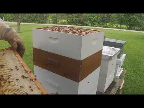 Beekeeping 2018 Part 2 Honey Harvest
