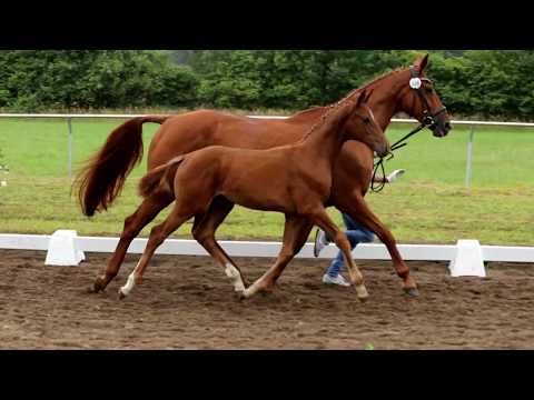 Nr. 06 Stute von Finnigan-Lauries Crusador xx-Weltmeyer