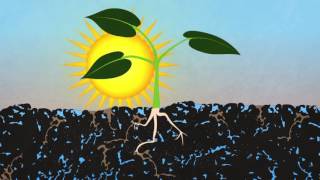 SOIL 388: A simplified model of plant, soil, and water interaction