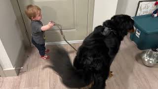 Baby Takes Bernese Mountain Dog On A Walk