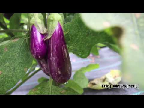 download lagu mp3 mp4 Fairytale Eggplant, download lagu Fairytale Eggplant gratis, unduh video klip Fairytale Eggplant