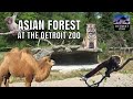 Asian Forest At The Detroit Zoo Exhibit Tours Ep 10