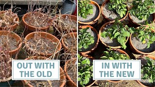 Dahlias For Containers, Storing Tulip Bulbs // Cottoverdi
