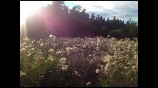 Mando Diao: Strövtåg i hembygden