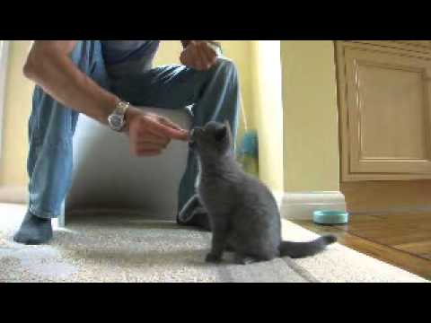 Kitten / Cat Tricks - British Shorthair Alfie