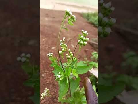 KING GRASS YAA-KANKAN🌿🌿🪴❤️FOR FAVOUR,DR.YEHOSHUA M