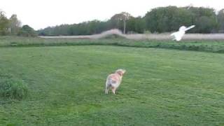 preview picture of video 'Golden retriever vs model airplane'