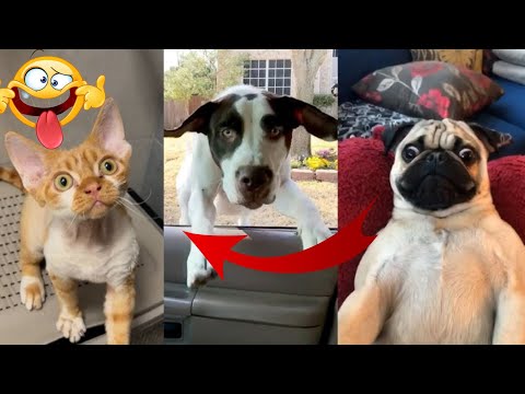 Pet Moments So Funny They Should Be Illegal