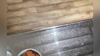 【熟女クッキング】水着でキャベツの千切りのみしてみた