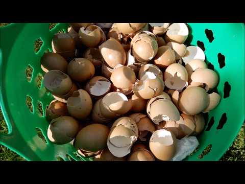 Eierschalen als Düngekalk - Permakultur