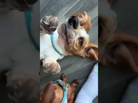 Battle of the goblin vs the gremlin