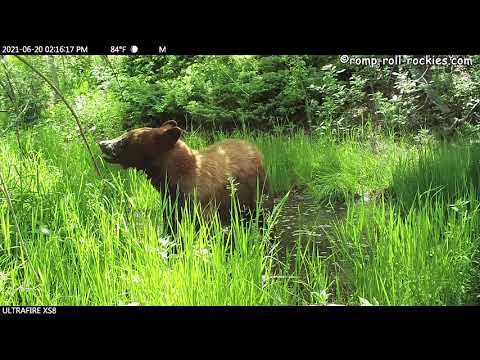 A Little Bear Takes a Bath (June, 2021)