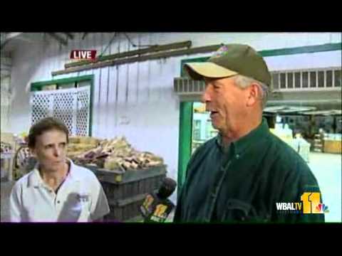 download lagu mp3 mp4 Apple Cider Maryland, download lagu Apple Cider Maryland gratis, unduh video klip Apple Cider Maryland