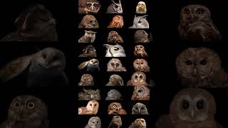 Download lagu Owl Jenis-Jenis Burung Hantu: Panduan Lengkap dan Menarik #owl #naturelovers #burunghantu mp3