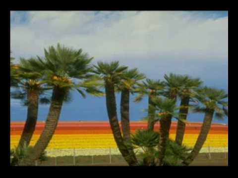 İLAHİ PARA PUL GRUP DEHA