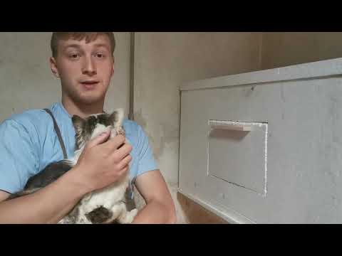 David Duh, član ansambla Mladi Pomurci, skrbno pomaga na domači kmetiji