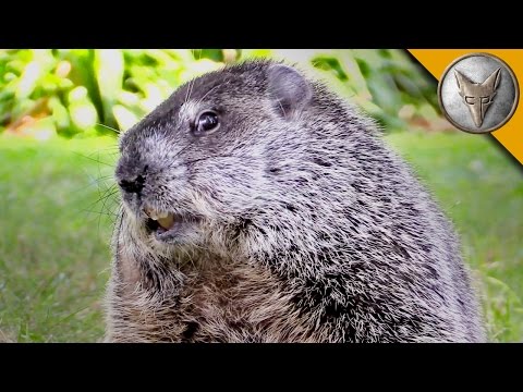 Happy Groundhog Day! - Meet the Future Star of Groundhog's Day 2!