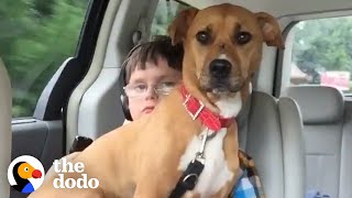 The Dodo Rescue Pittie Helps Her Brother Start Talking