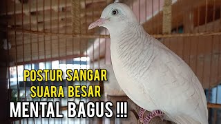 Download lagu Perkutut Putih Lurik GACOR Mental BAGUS!!! mp3