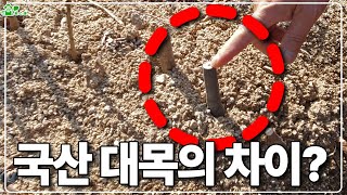 감나무 묘목관리 노하우 ㅣ파종과 채취 묘목의 차이