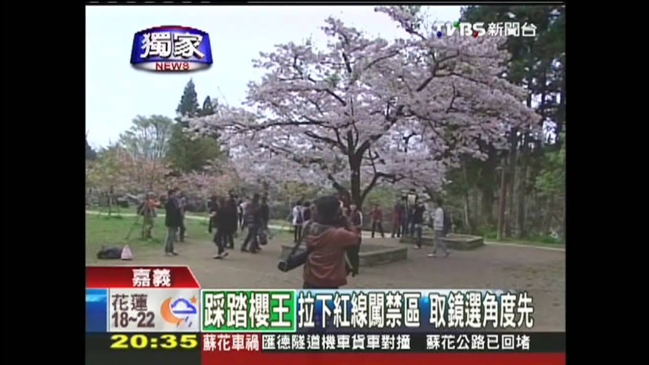 〈獨家〉為了取景美 遊客踐踏阿里山櫻王草皮