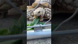朝ごはんタイム　#animals #リクガメ#爬虫類