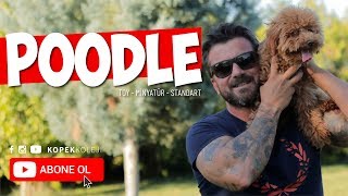 Köpek Irkları - Poodle