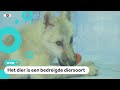 Deze poolwolf is gekloond in een laboratorium