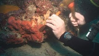 Dalle spugne nuove cure anti-cancro - science