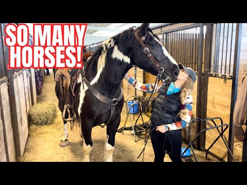 Back At The Horse Auction! What Will We Find?!