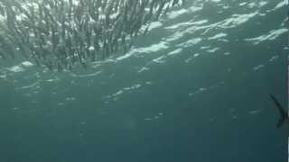 preview picture of video 'Apo Reef, Philippines - Trevally 菲律賓阿波環礁－浪人鰺'