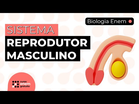 MALE REPRODUCTIVE SYSTEM | Biology Summary for Enem