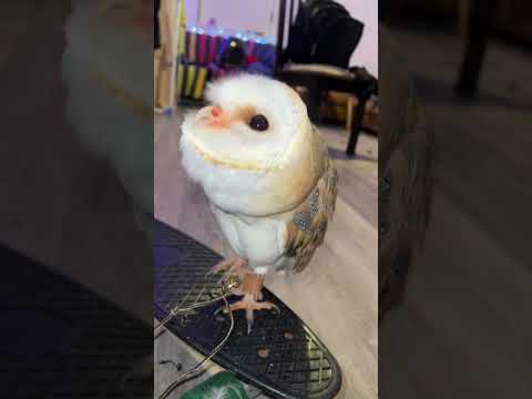 Her wiggles and head wobbles was is and will be a reason to live 🥹🦉🤎 #love