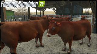 FS25 The Pichonnière Valley #31 - OGGI MACELLIAMO LE VACCHE - GAMEPLAY ITA